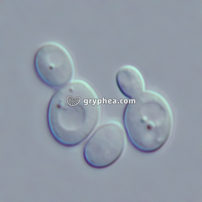 Levures en bourgeonnement x1000 - gryphea.org